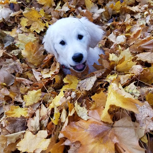 lostcoz31's profile picture. Veteran and Retired Firefighter