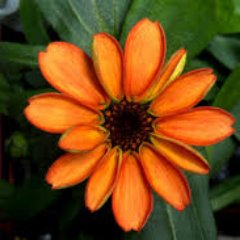 LovellDiana's profile picture. 