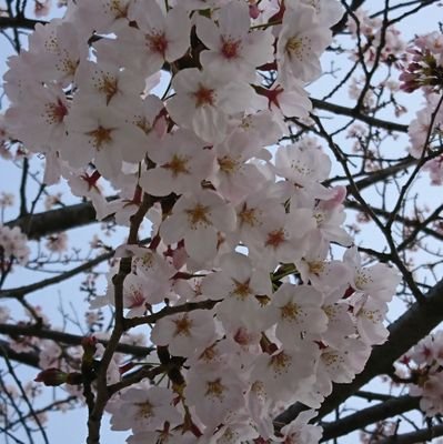 yuno_10's profile picture. プロテニスに年中夢中。ラケットとは0歳の時からのお付き合い。だいたいジョコビッチジョコビッチ言ってます。