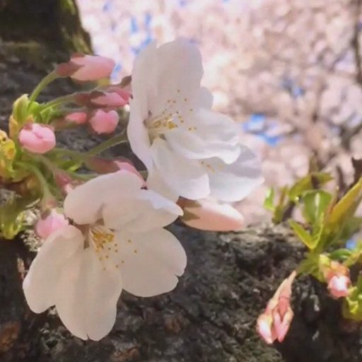 AAJFLowers's profile picture. 