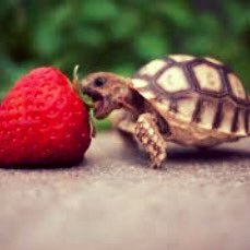 I AM A TUTLE🐢🐢........and she’s eating a hamburger that is not really there
