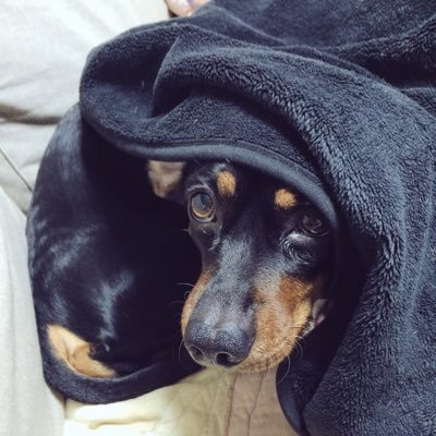 おえかき成人。好きなものを好きな時に。 ⚠️AI学習・無断転載禁止/ No reuploading. No AI training.