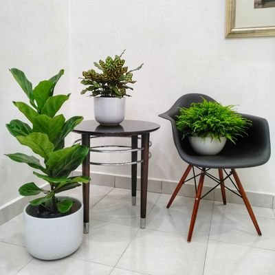The boutique store for houseplants and gardening. Follow us on Instagram @houzplant