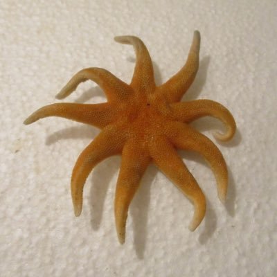 海の生き物、特にヒトデが好きな子供が採集したり頂いたりした物をツイートします。私は全くの素人。子供に色々教えてもらってます。生き物の名前は子供が調べたものです。違っていたらご指摘ください。