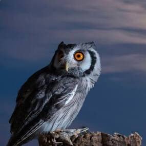 yeyeakbar's profile picture. Shollu Ala muhammad SAW 🙏🏼