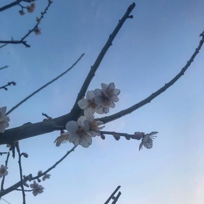 こゆりさん（過去）