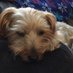 mirabellethornton (@mirabellethorn1) Twitter profile photo mirabellethornton (@mirabellethorn1) Twitter profile photo