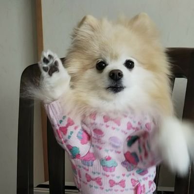 育てのかーちゃんに溺愛されている
「まもり」３月生まれ17歳。🐶父ちゃんは白🐶母ちゃんはクリーム。
Twitterお休み中です。

#犬脳腫瘍 僧帽弁閉鎖不全 慢性腎不全 でも負けない。かーちゃんと頑張る。#脳腫瘍放射線治療終了。
 2023年3月永眠🌈
皆様  ありがとうございました。心からお礼申し上げます。