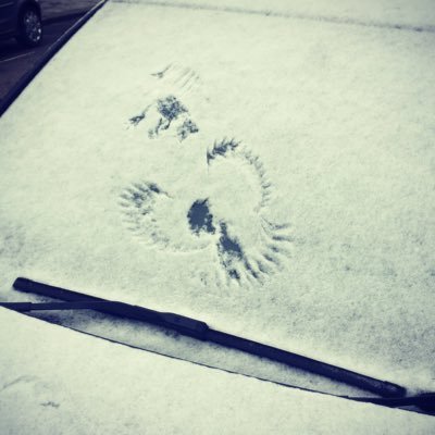 lasthoof's profile picture. 