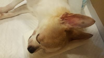 犬の飼い方チャンネル始めました！3分という短い動画で、知りたい犬の性格や特徴がすぐにわかるという、スグレモノ動画です。あと、犬の水彩画をモチーフにした、かわいいオリジナル商品もショップで扱っています。ショップへのリンクは、ポストされる記事や、動画のプロフに貼ってあります。末永くよろしく。