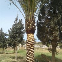 زراعة النخيل (@ai_ns9mg7) 's Twitter Profile