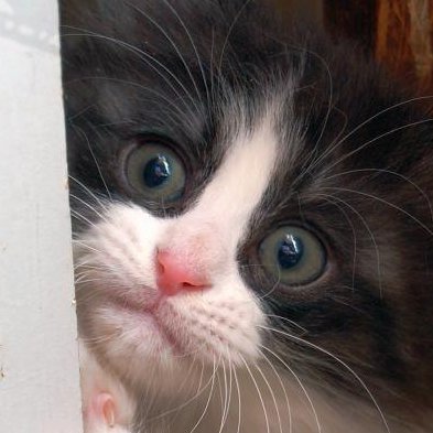 izumi_morito's profile picture. エロもあるので未成年非推奨。一撃離脱なのでレスは返さないか亀。悪しからず。
好きなマンガのジャンルは四コマ・百合・エロです。