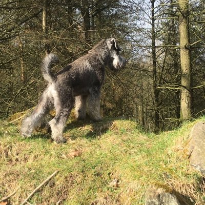 Miniature Schnauzer; Sock Thief, Slipper Monster, Barking Legend, Faithful Friend, Lover of treats and tummy tickles 🐶💕