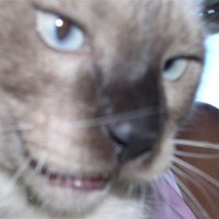 Bogey 🇺🇦😿🍀🍓 (@lmbogeyandk) 's Twitter Profile Photo Bogey 🇺🇦😿🍀🍓 (@lmbogeyandk) 's Twitter Profile Photo