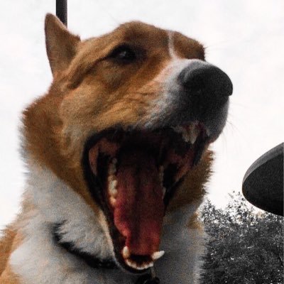 riotthecorgi's profile picture. Just your average hyper-literate soccer hooligan of a Corgi. Chicago based. Also, I like to sail.