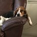 MaricopaOralBiGuy (@anonymousbhound) Twitter profile photo MaricopaOralBiGuy (@anonymousbhound) Twitter profile photo