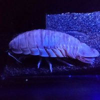 Avatar of 自家製パンチェッタ