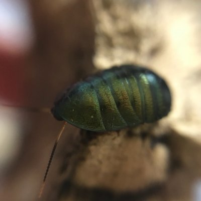 デカい！異様な大きさのパイザラゴミムシ デカい！異様な大きさのパイザラゴミムシ デカい！異様な大きさ