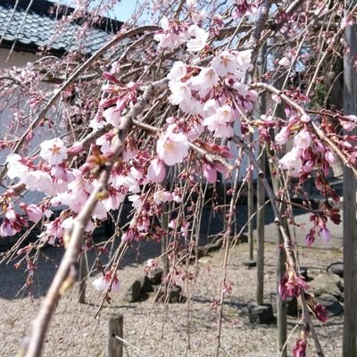 和の物が好き。さらりと着物を着こなしてお出掛けしてみたいと思っています。江戸時代の暮らし、浮世絵、八重の桜、会津、出石、川崎尚之助、尚八重、長谷川博己さん、綾瀬はるかさん。最近は石田ゆり子さんも大好き。甘いもの、生き物好き。音楽畑で育ちました。日々感じていることなど雑多な呟きが多いです。