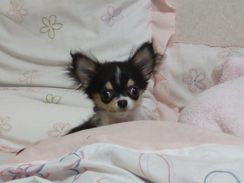 bekobekojjang's profile picture. 강아지 완전 사랑해요 일본에서 대학다녀요