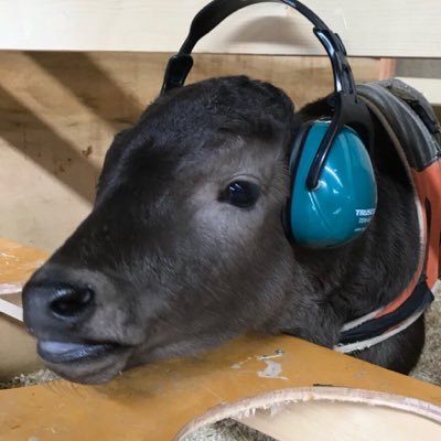 ippo57846786's profile picture. 酪農ヘルパー