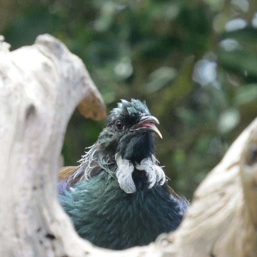 Birder, nature lover, getting into wildlife photography. Hertfordshire county bird recorder