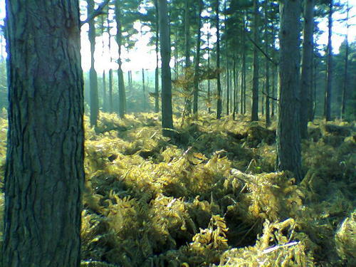 SEWildlifeMgmt's profile picture. South East Wildlife Management provides a range of services, including fox control, deer management and tree work.