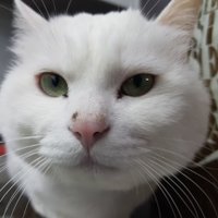 shineker (@shinelee7777777) 's Twitter Profile