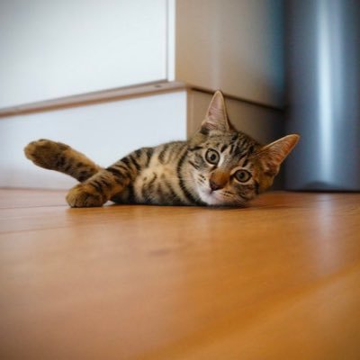 growingarrow's profile picture. 都内のベンチャー企業でCMOやっています。グロースハッカー。#マーケティング #グロースハック #UX #デザイン をメインについて呟きます。ユーザーに日常的に使われるものを作ることに全力思考！数学と猫が好きです！