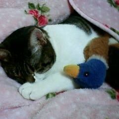 ドリーさんのプロフィール画像