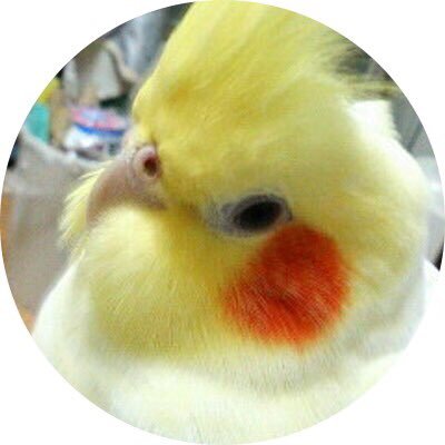 うずら子さんのプロフィール画像