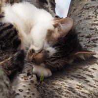 まるとら（╹◡╹） (@marutora006) Twitter profile photo