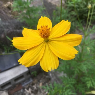 WESTさんのプロフィール画像