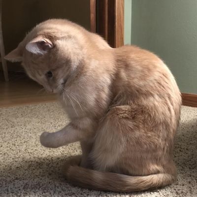 JonathanYiQiang's profile picture. hates cardio.