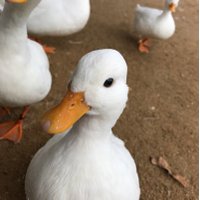 おかやま観光ドジ日記 (@ken_twi_1987) Twitter profile photo