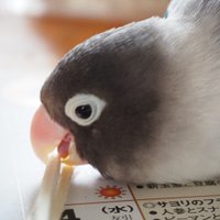 増田伸孝 (@nobumasu2) 's Twitter Profile Photo 増田伸孝 (@nobumasu2) 's Twitter Profile Photo