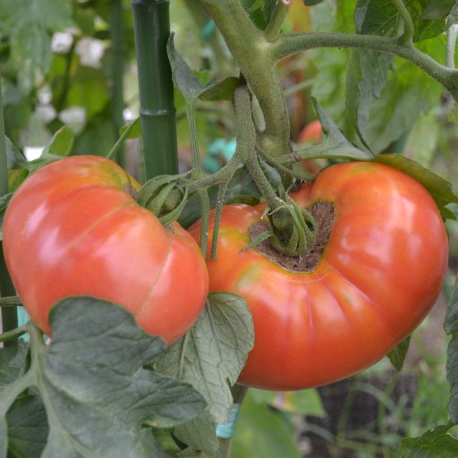 宮丸菜園へようこそ！ ここでは宮丸トクの野菜づくりの様子を紹介していきたいと思います（といっても畑ではなく家の庭に植えるだけですが・・・） 本垢（主に鉄道・動物・アニメ関係） @miyamarutoku