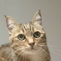 えじ (@ejiejidayo) 's Twitter Profile Photo えじ (@ejiejidayo) 's Twitter Profile Photo