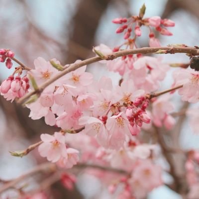 고고さんのプロフィール画像