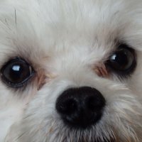 カフィル (@kafil_006) 's Twitter Profile Photo カフィル (@kafil_006) 's Twitter Profile Photo