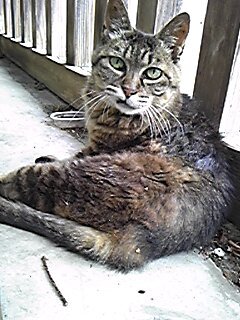 asakatoriko's profile picture. 酒と読書とロックの日々