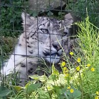 成宮 (@narumi_ya) 's Twitter Profile Photo