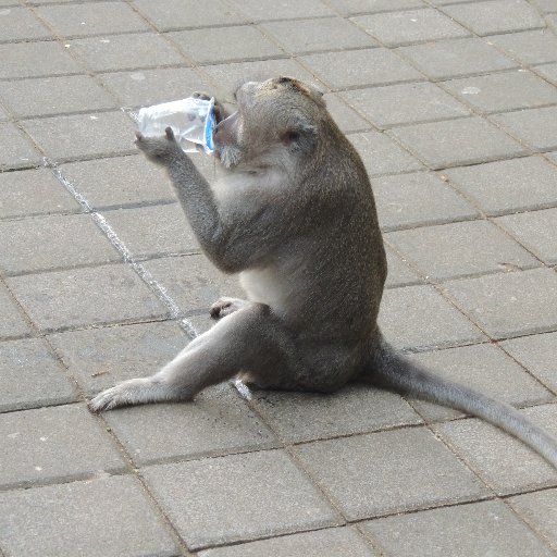 muxi972's profile picture. Què mires?