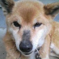さとうのりよし 文学フリマ東京40申込み済 (@satohnoriyoshi) 's Twitter Profile