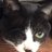 猫宮(ネコみゃ~)のアイコン