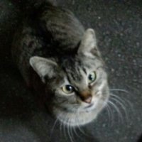 🐱博麗👑❤️‍🔥🏴‍☠️超低浮上🥺 (@hakurei2091) 's Twitter Profile Photo