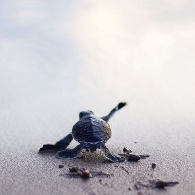 skiingisforever's profile picture. 