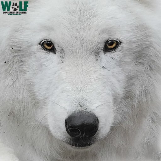 nywolforg Profile Picture