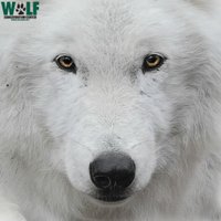 Wolf Conservation Center