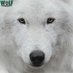 Wolf Conservation Center 🐺 (@nywolforg) Twitter profile photo